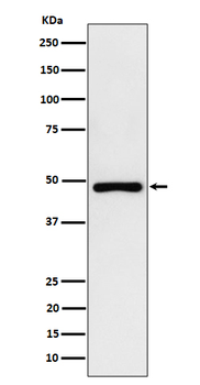 PAH Rabbit Monoclonal Antibody