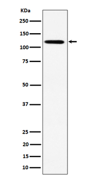 KIF5B Rabbit Monoclonal Antibody
