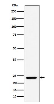 DNAJC12 Rabbit mAb [KD Validated] Antibody
