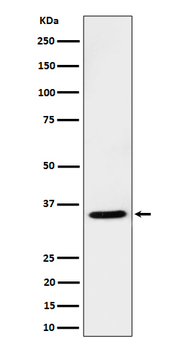 USF1 Rabbit Monoclonal Antibody