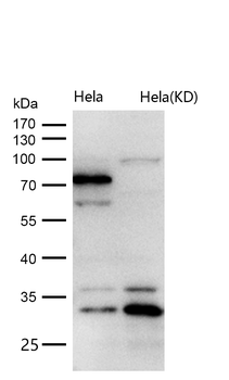 Cip4 Rabbit Monoclonal Antibody