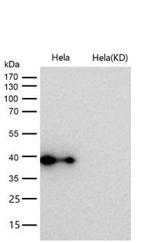FDPS Rabbit Monoclonal Antibody