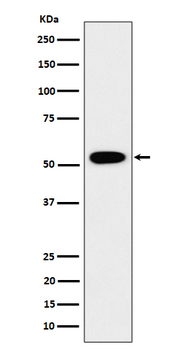 GRSF1 Rabbit mAb [KD Validated] Antibody