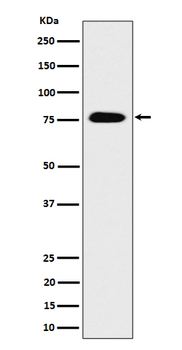 CRTC3 Rabbit mAb [KD Validated] Antibody