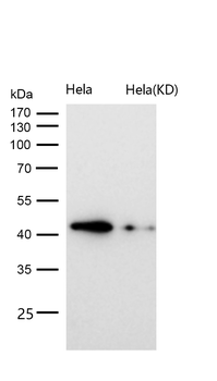 TDP43 Rabbit mAb [KD Validated] Antibody