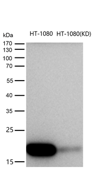 COX IV Rabbit mAb [KD Validated] Antibody