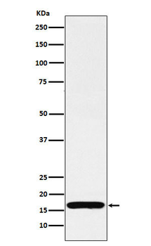 COX IV Rabbit mAb [KD Validated] Antibody