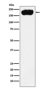 PMCA1 Rabbit Monoclonal Antibody