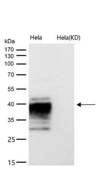 ATP1B3 Rabbit Monoclonal Antibody
