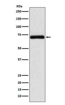 Frizzled 8 Rabbit mAb Antibody