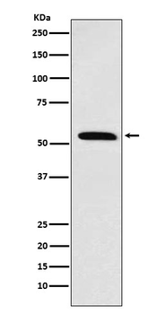 Retinoid X Receptor alpha Rabbit mAb [KD Validated] Antibody