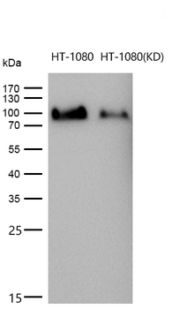 PCAF Rabbit mAb [KD Validated]