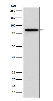 Gelsolin Rabbit Monoclonal Antibody