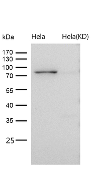 APPL Rabbit Monoclonal Antibody