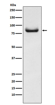 APPL Rabbit Monoclonal Antibody