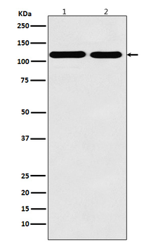 Matrin 3 Rabbit mAb Antibody