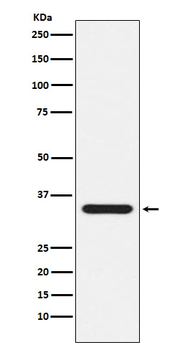 Presenilin 1 Rabbit mAb Antibody