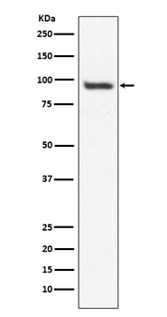 USP13 Rabbit mAb [KD Validated] Antibody