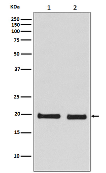 Skp1 Rabbit Monoclonal Antibody