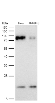 Bag3 Rabbit mAb [KD Validated] Antibody