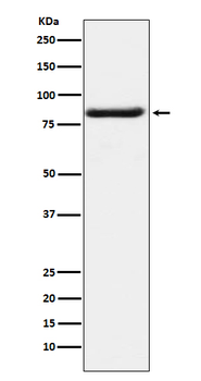 Bag3 Rabbit mAb [KD Validated] Antibody
