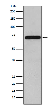 RelB Rabbit mAb Antibody