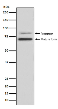 PCSK9 Rabbit mAb Antibody