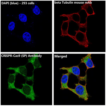 CRISPR-Cas9 SP Rabbit Monoclonal Antibody