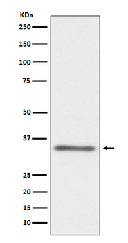 CD40L Rabbit mAb Antibody