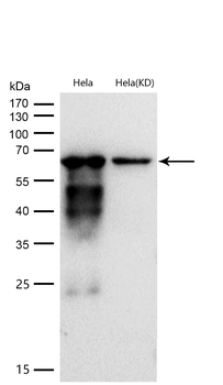 CD147 Rabbit Monoclonal Antibody