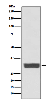 Galectin 3 Rabbit mAb [KD Validated]