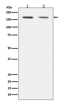 Dnmt1 Rabbit Monoclonal Antibody