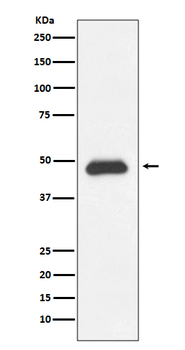 Fas Rabbit mAb Antibody