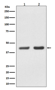 Bmi1 Rabbit mAb [KD Validated]