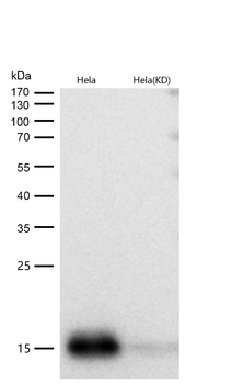 Cystatin C Rabbit mAb [KD Validated] Antibody