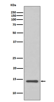 Cystatin C Rabbit mAb [KD Validated] Antibody