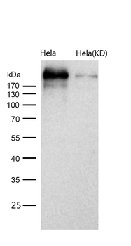 ARID1A Rabbit mAb [KD Validated] Antibody