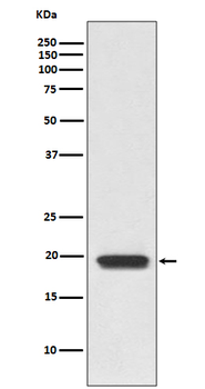 CD3D Rabbit mAb