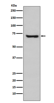 HSPA2 Rabbit Monoclonal Antibody