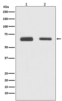 Cdc23/APC8 Rabbit mAb [KD Validated] Antibody