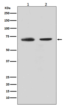 CDC40 Rabbit mAb [KD Validated] Antibody