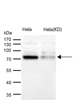 Cdc16/APC6 Rabbit mAb [KD Validated] Antibody