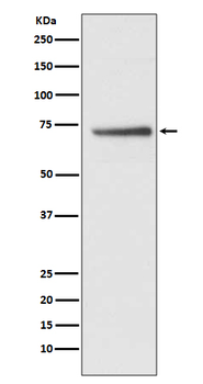 Cdc16/APC6 Rabbit mAb [KD Validated] Antibody