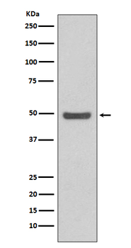 Cyclin E2 Rabbit Monoclonal Antibody