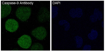 Caspase-9 Rabbit mAb [KD Validated]