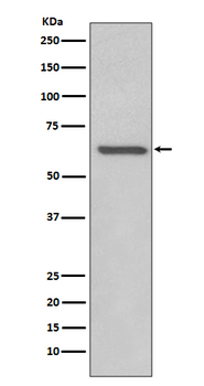 RelB Rabbit mAb Antibody
