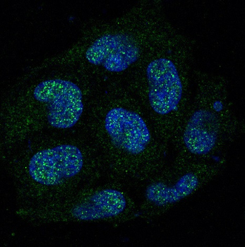 Caspase-8 Rabbit mAb Antibody