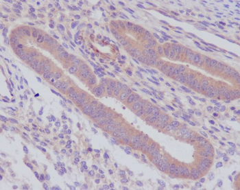 Caspase-8 Rabbit mAb Antibody