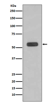 Caspase-8 Rabbit mAb Antibody