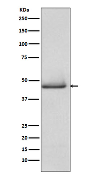 pro Caspase 9 Rabbit mAb Antibody